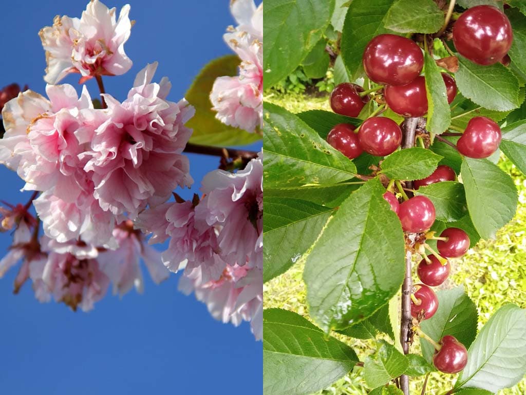 افزایش باردهی و نگهداری شکوفه گیلاس 